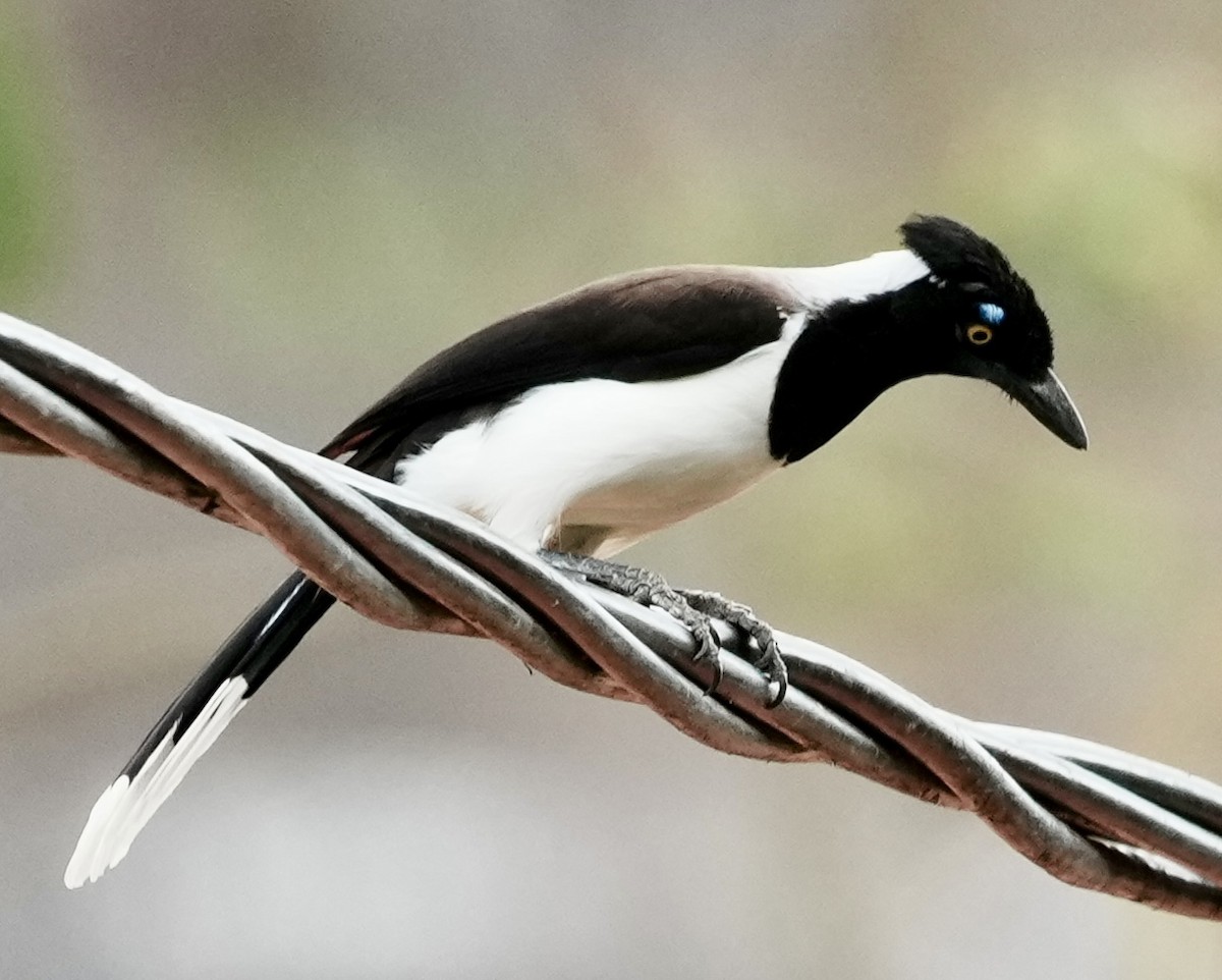 White-naped Jay - ML641423305
