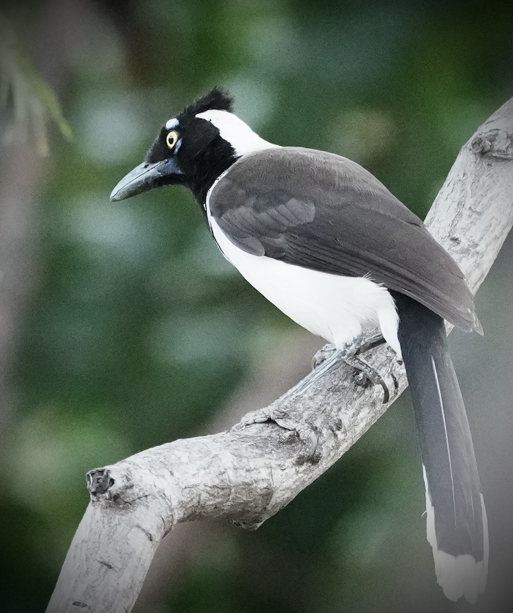 White-naped Jay - ML641423306
