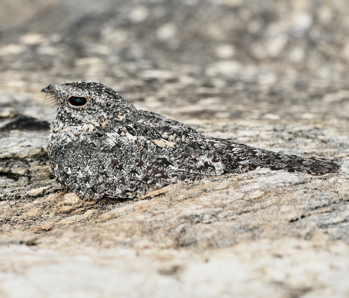 Pygmy Nightjar - ML641423319