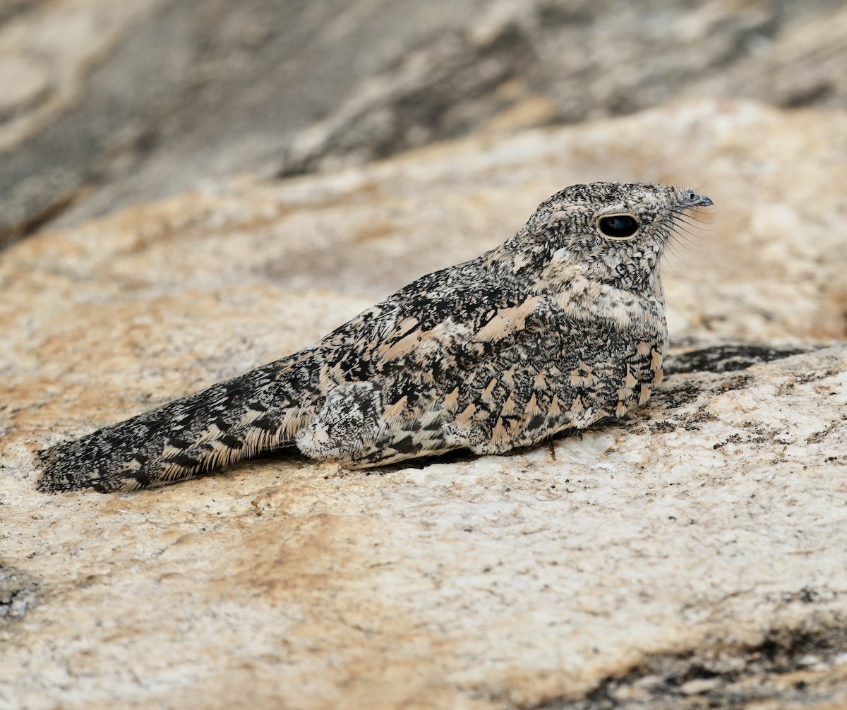 Pygmy Nightjar - ML641423320