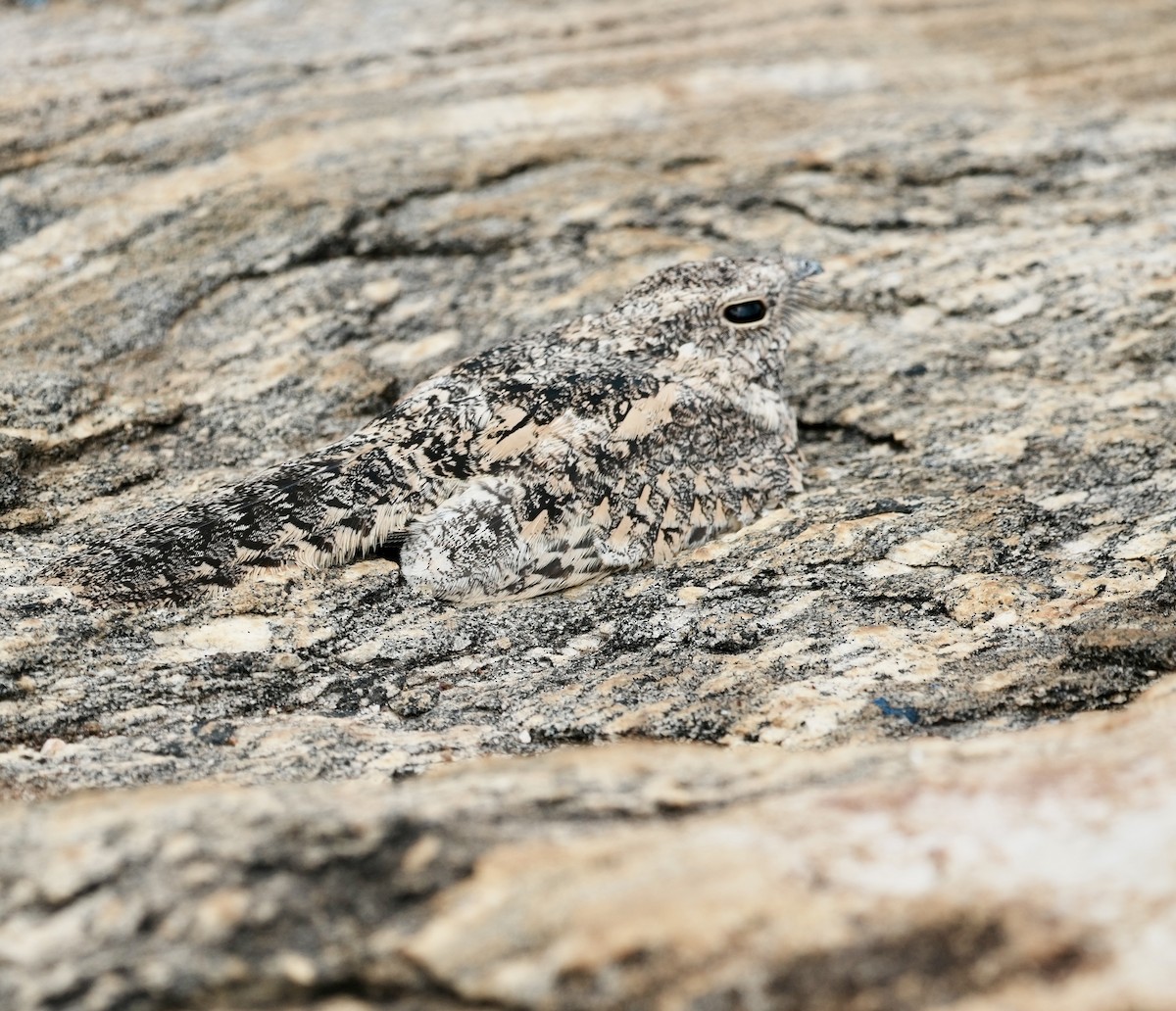Pygmy Nightjar - ML641423321