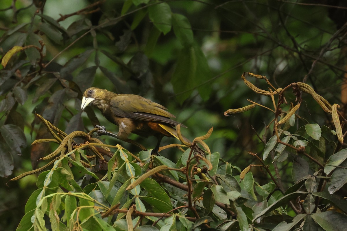 Dusky-green Oropendola - ML641423372