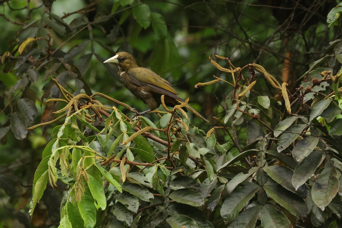 Dusky-green Oropendola - ML641423373