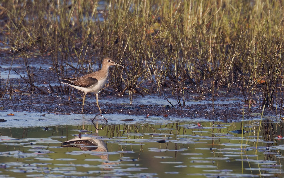 Solitary Sandpiper - ML641423376