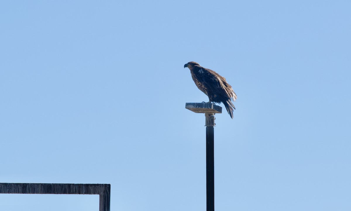 Weißkopf-Seeadler - ML641423395