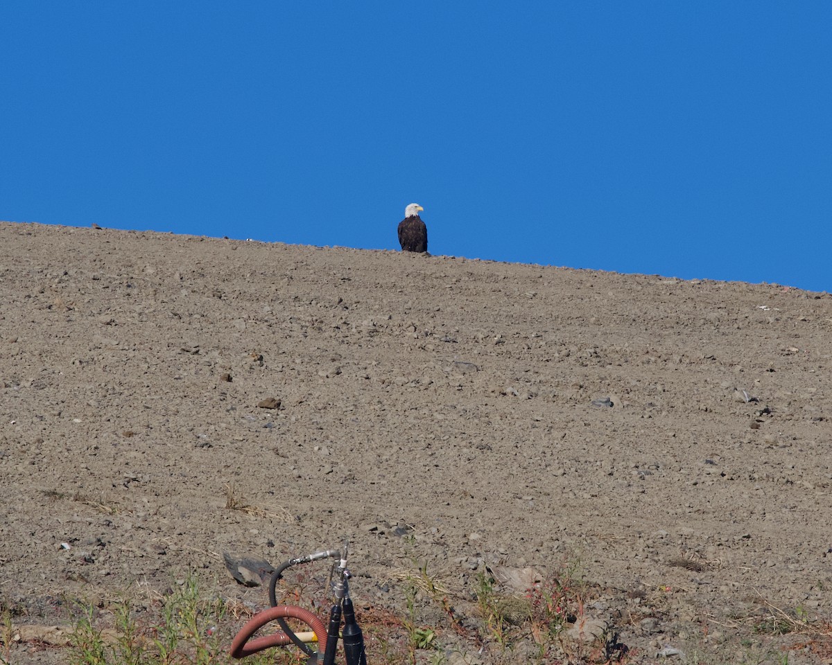 Weißkopf-Seeadler - ML641423396