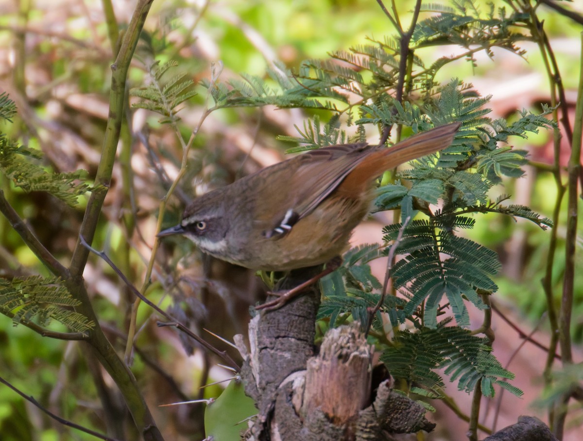 Weißbrauensericornis - ML641423413