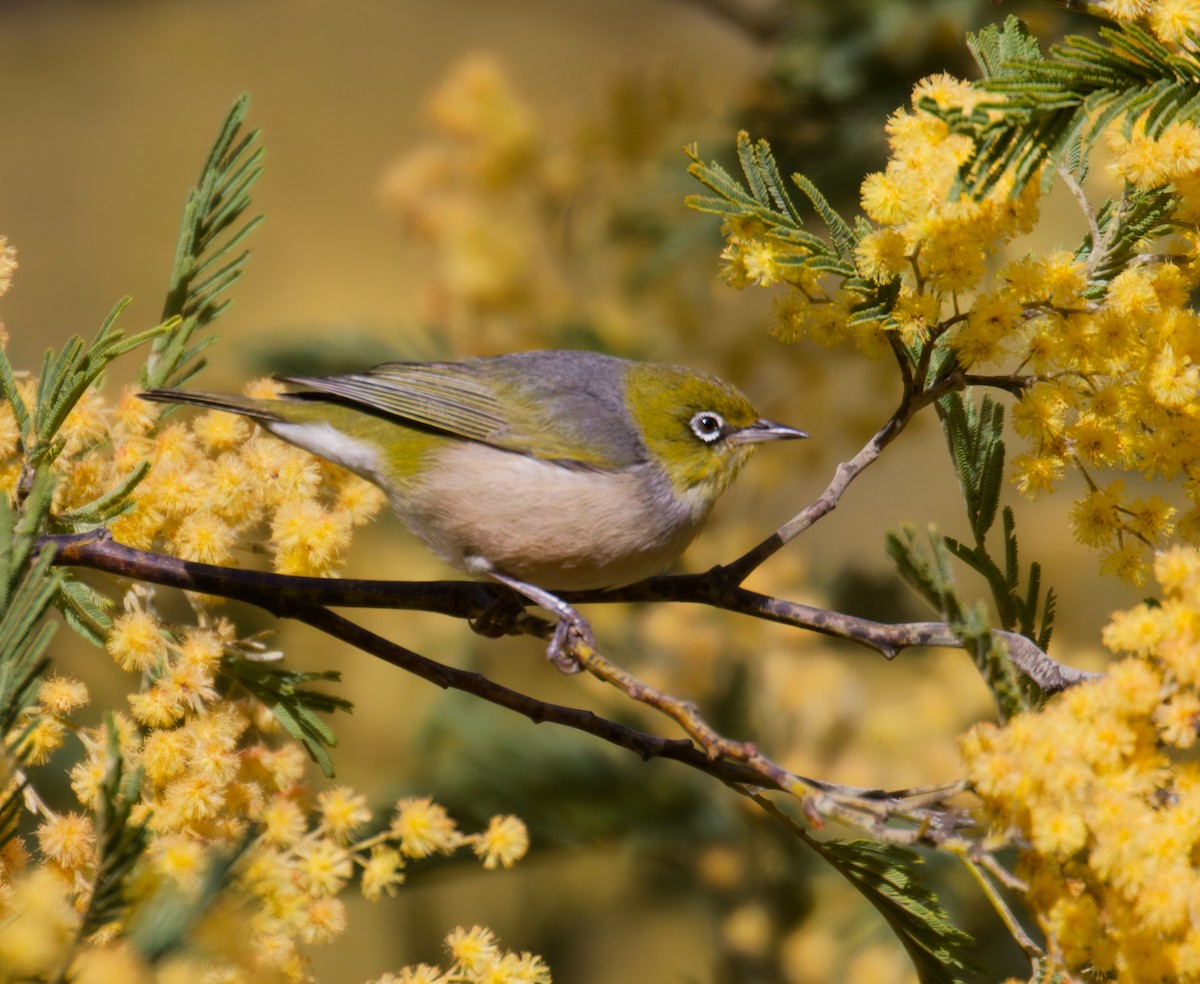 Graumantel-Brillenvogel - ML641423417