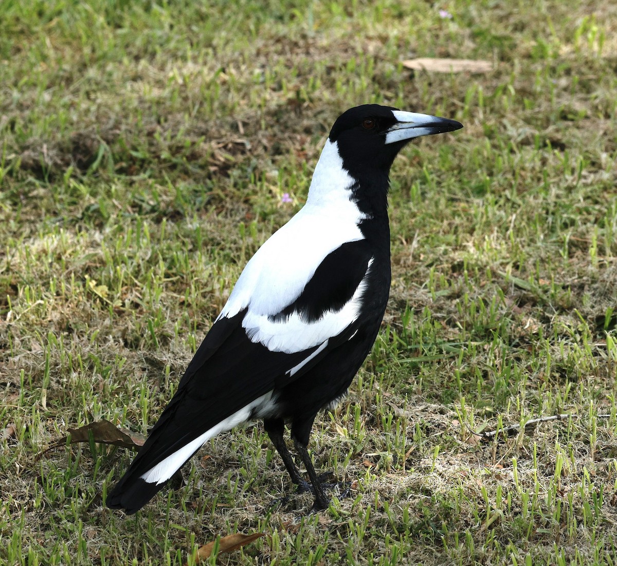 Flötenkrähenstar (dorsalis) - ML641423419