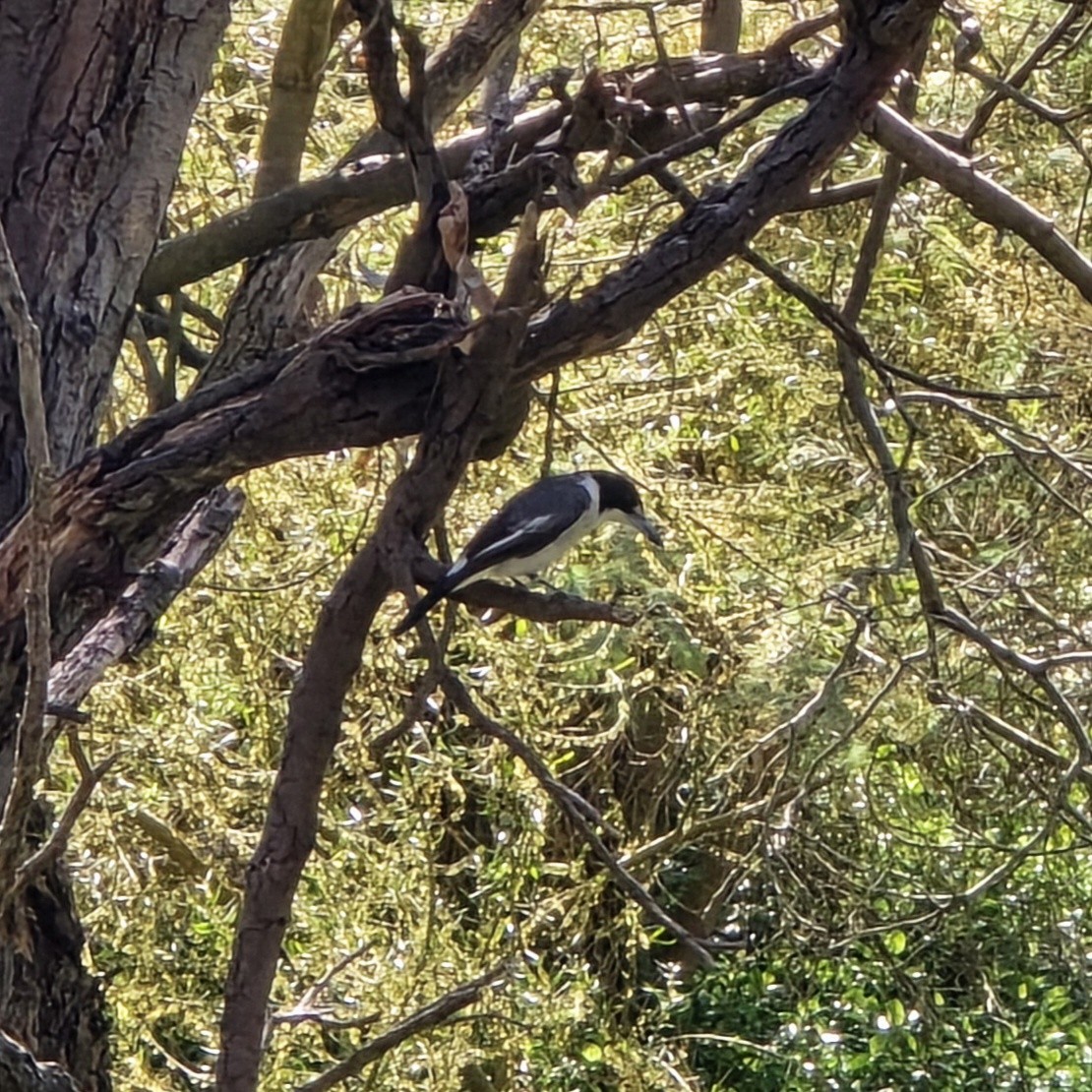 Gray Butcherbird - ML641423420
