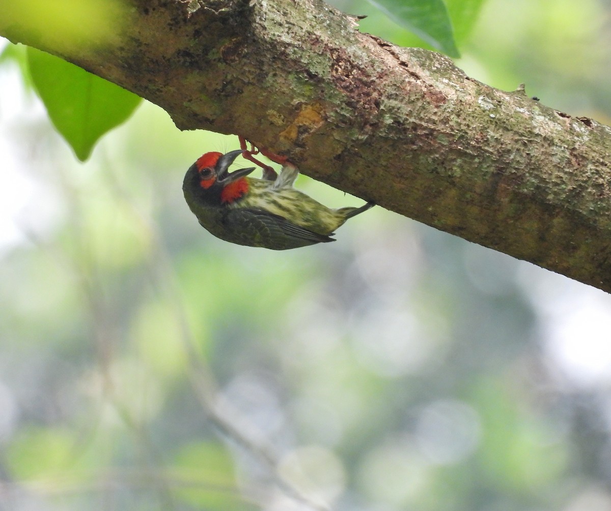 Coppersmith Barbet (Javan Red-faced) - ML641423427