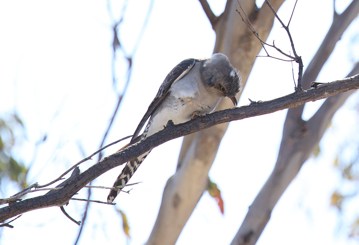 Pallid Cuckoo - ML641423434