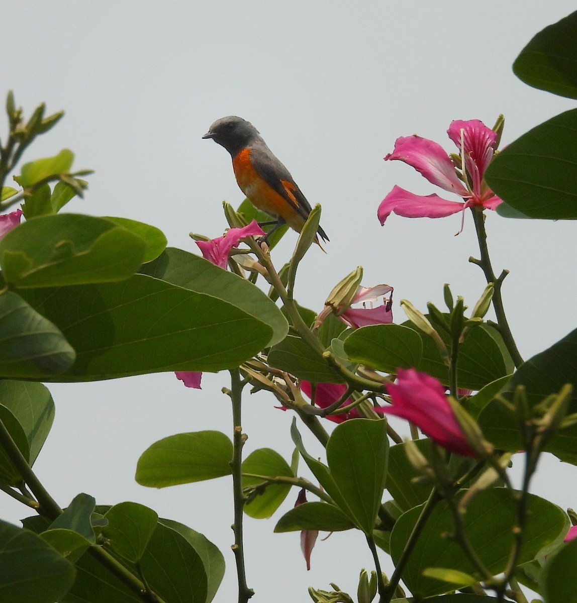 Small Minivet - ML641423435