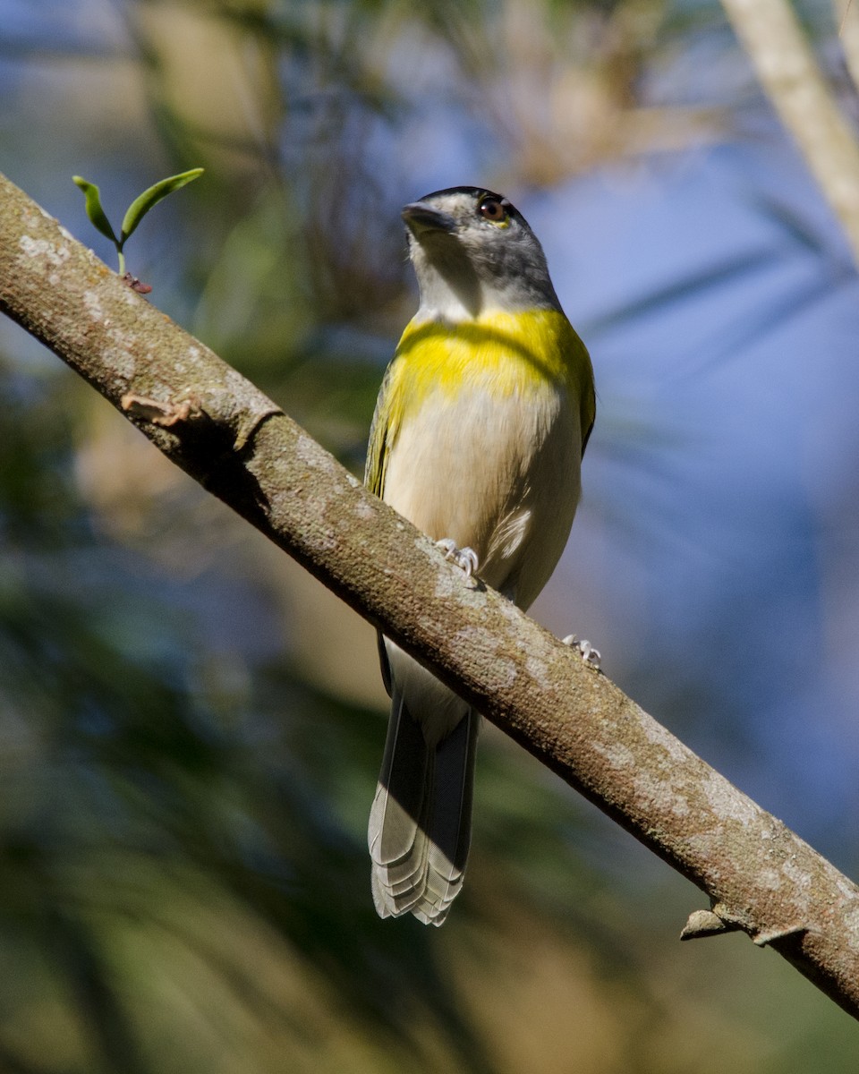 Green-backed Becard - ML641423440