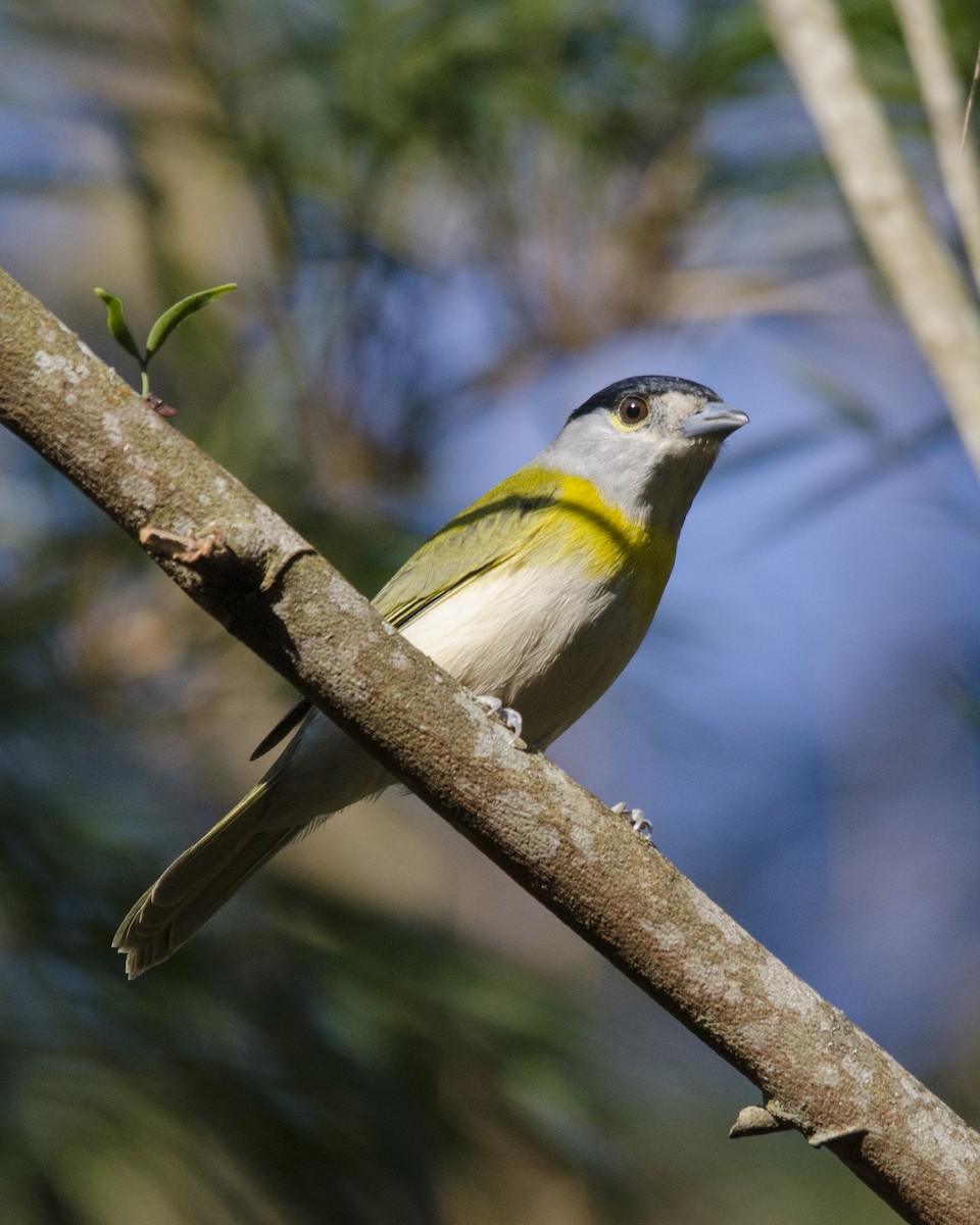 Green-backed Becard - ML641423441