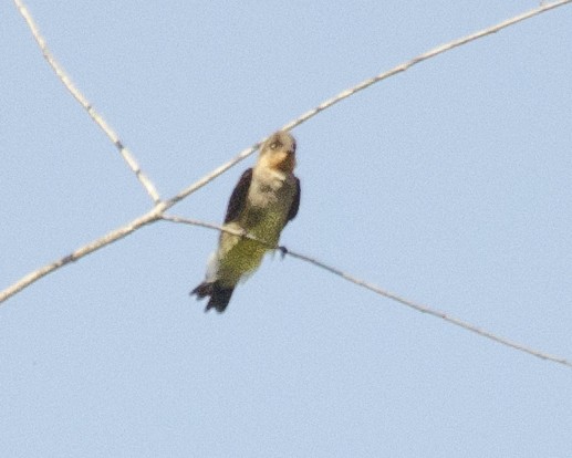 Southern Rough-winged Swallow - ML641423443