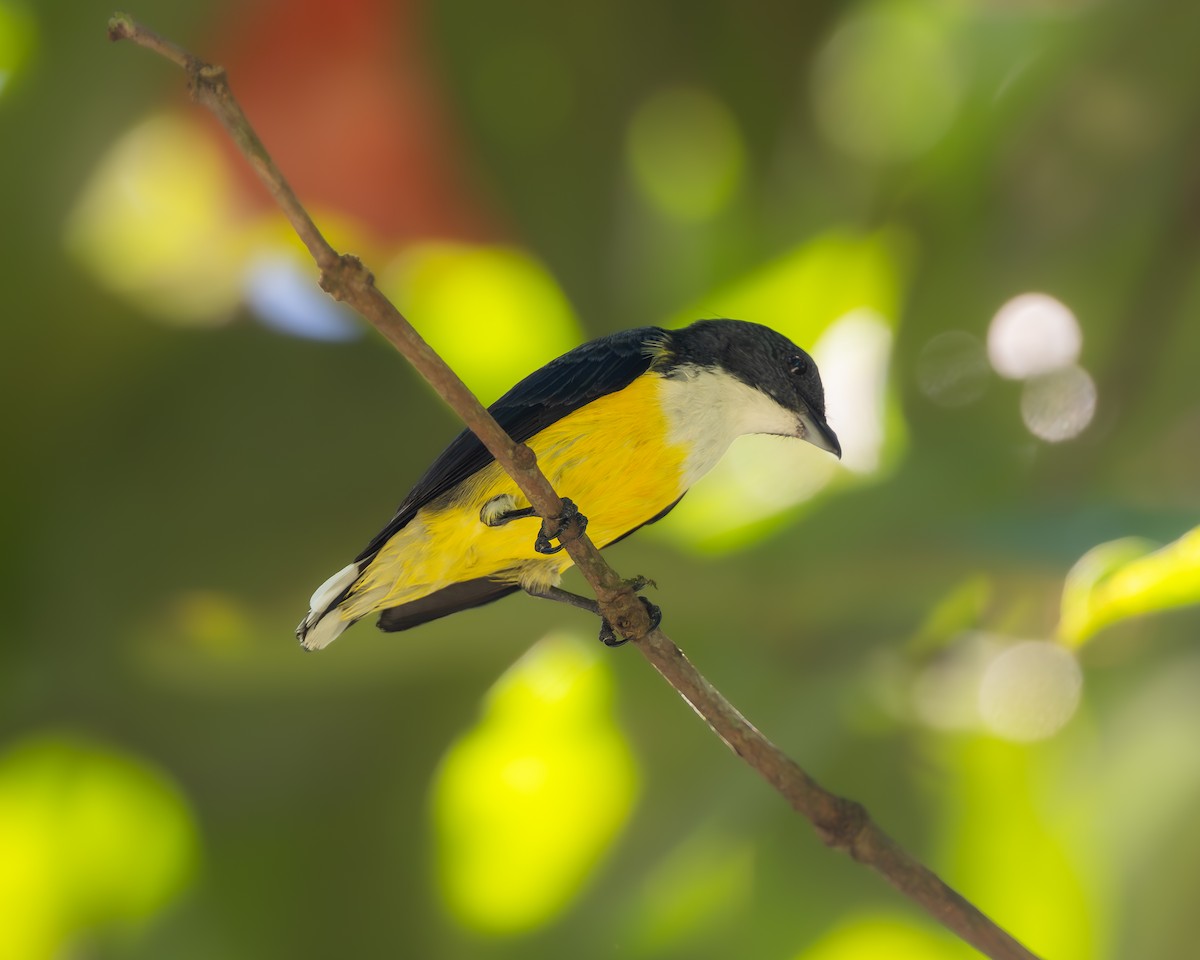 White-throated Flowerpecker - ML641423445