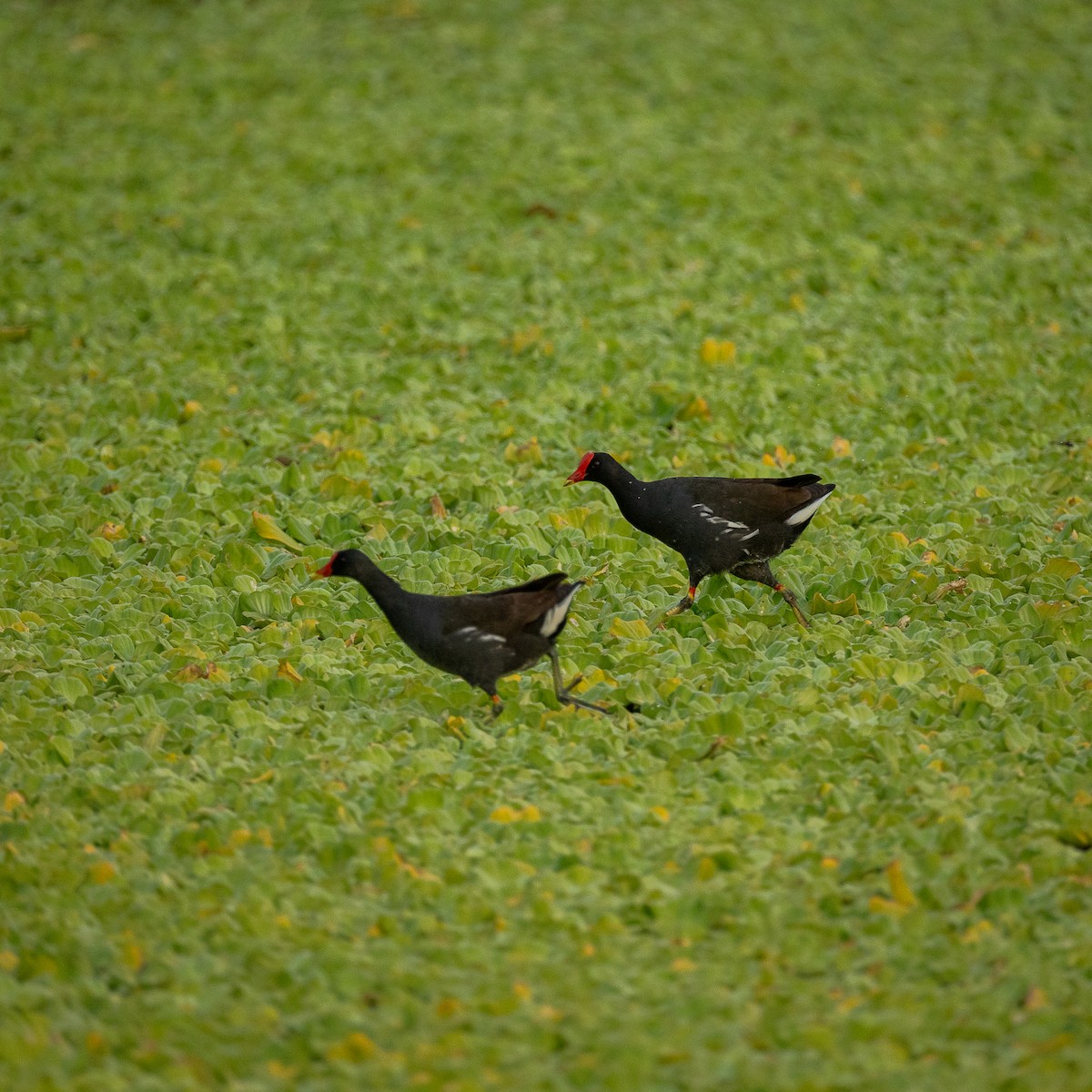 Eurasian Moorhen - ML641423447