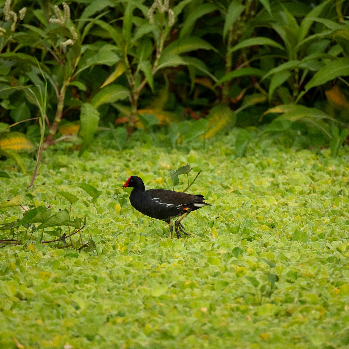 Eurasian Moorhen - ML641423448