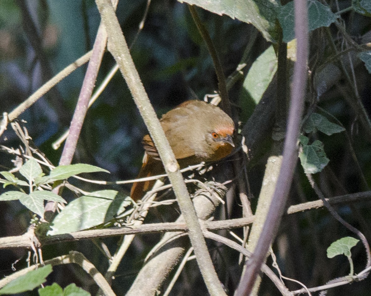 Orange-eyed Thornbird - ML641423450