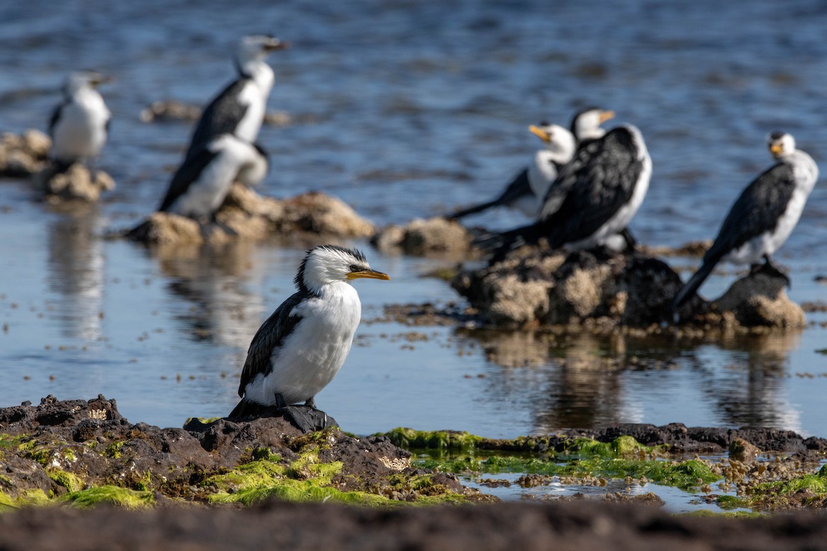 Little Pied Cormorant - ML641423451