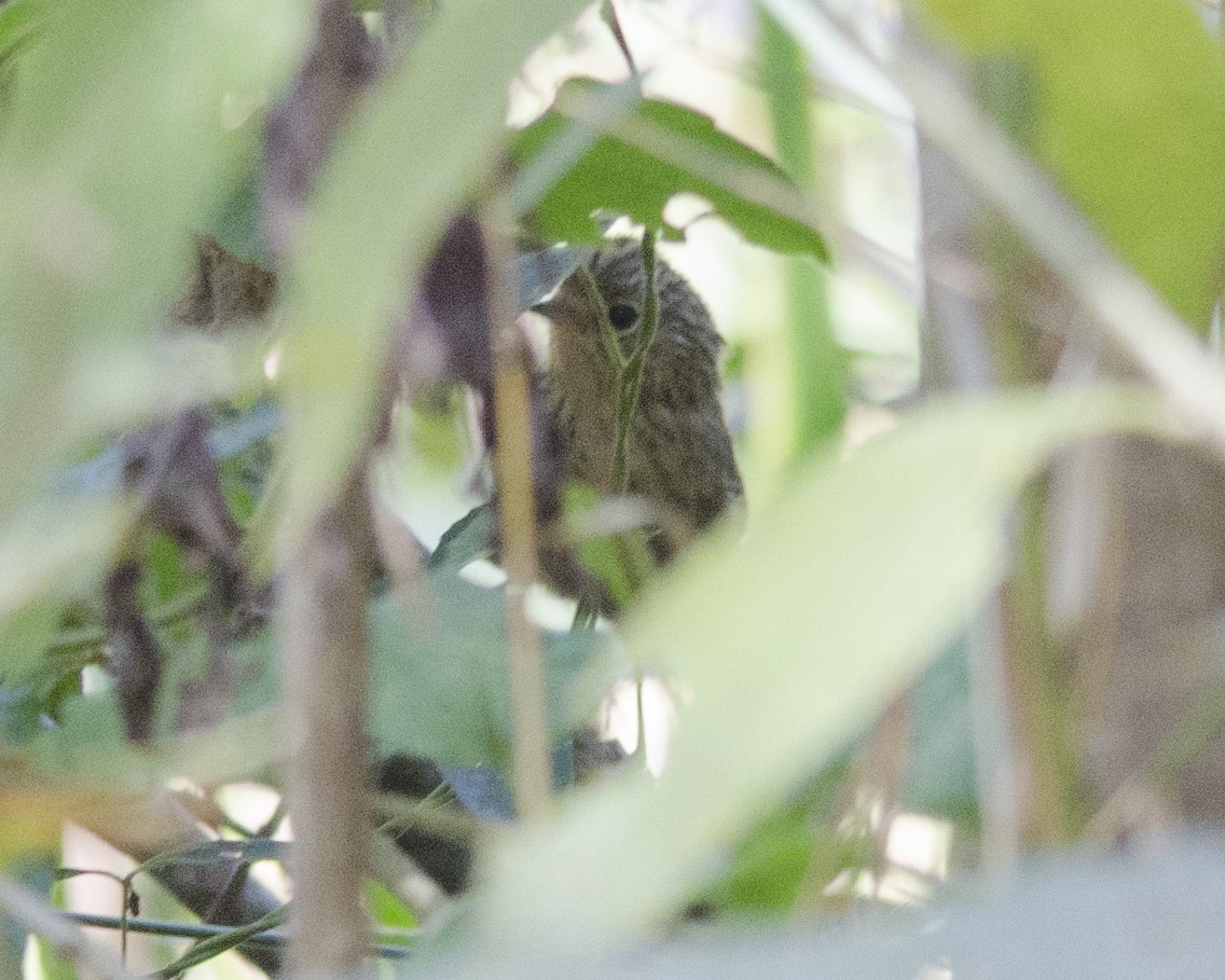 Dusky-tailed Antbird - ML641423453