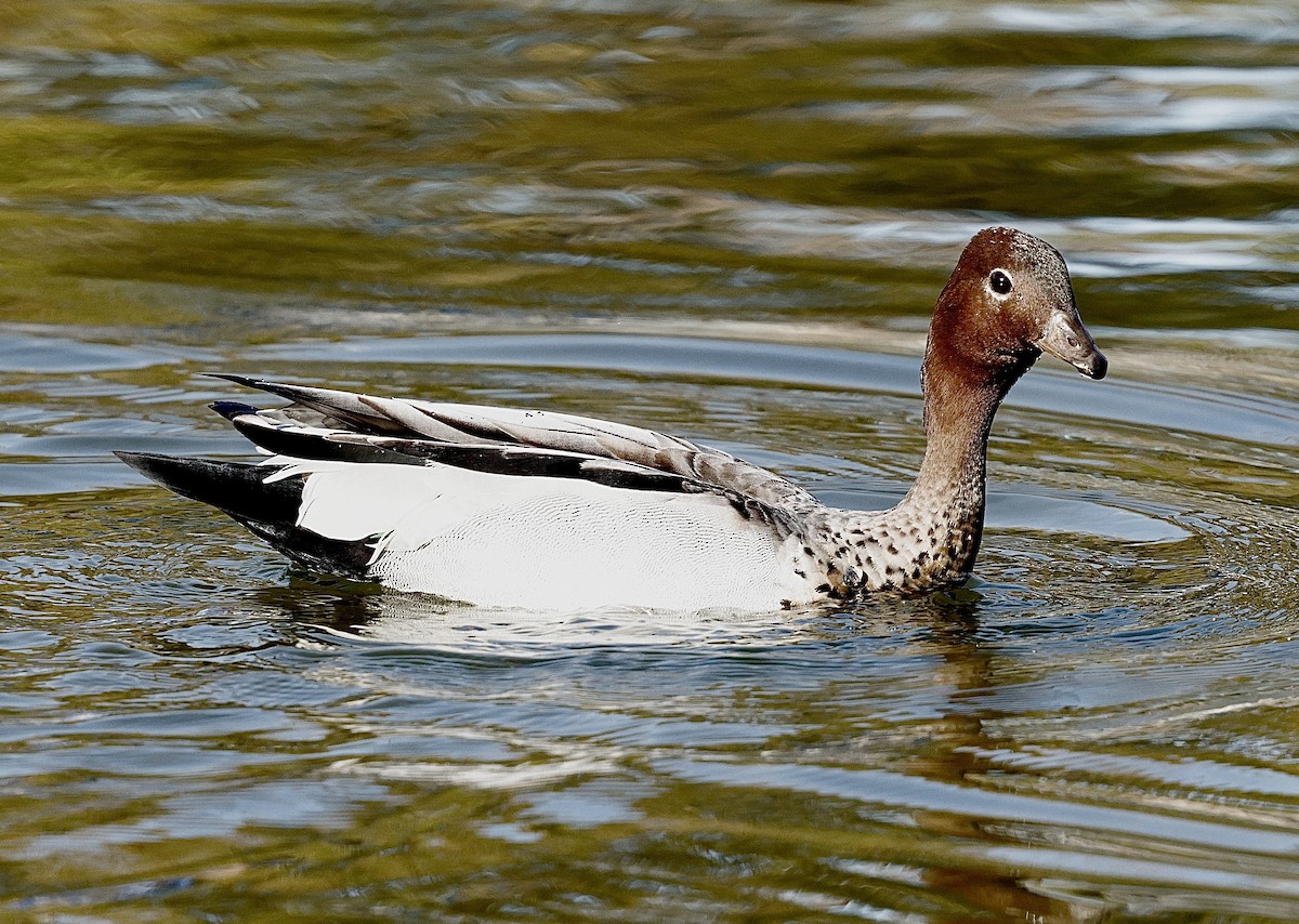 Maned Duck - ML641423454
