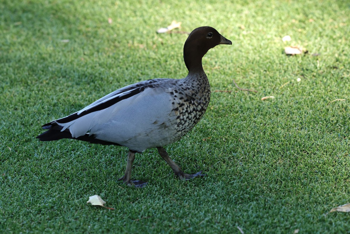 Maned Duck - ML641423455