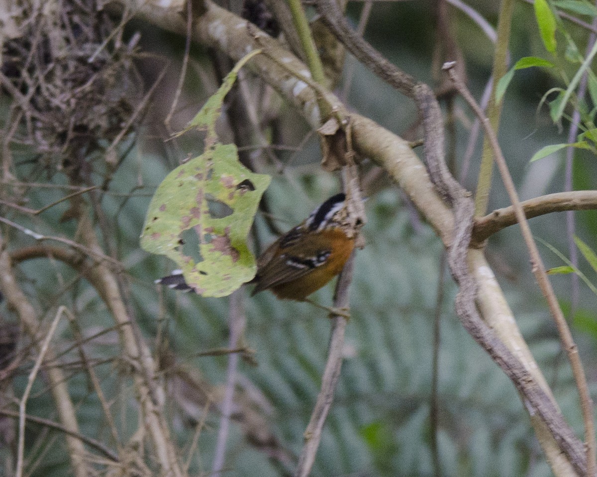 Bertoni's Antbird - ML641423457