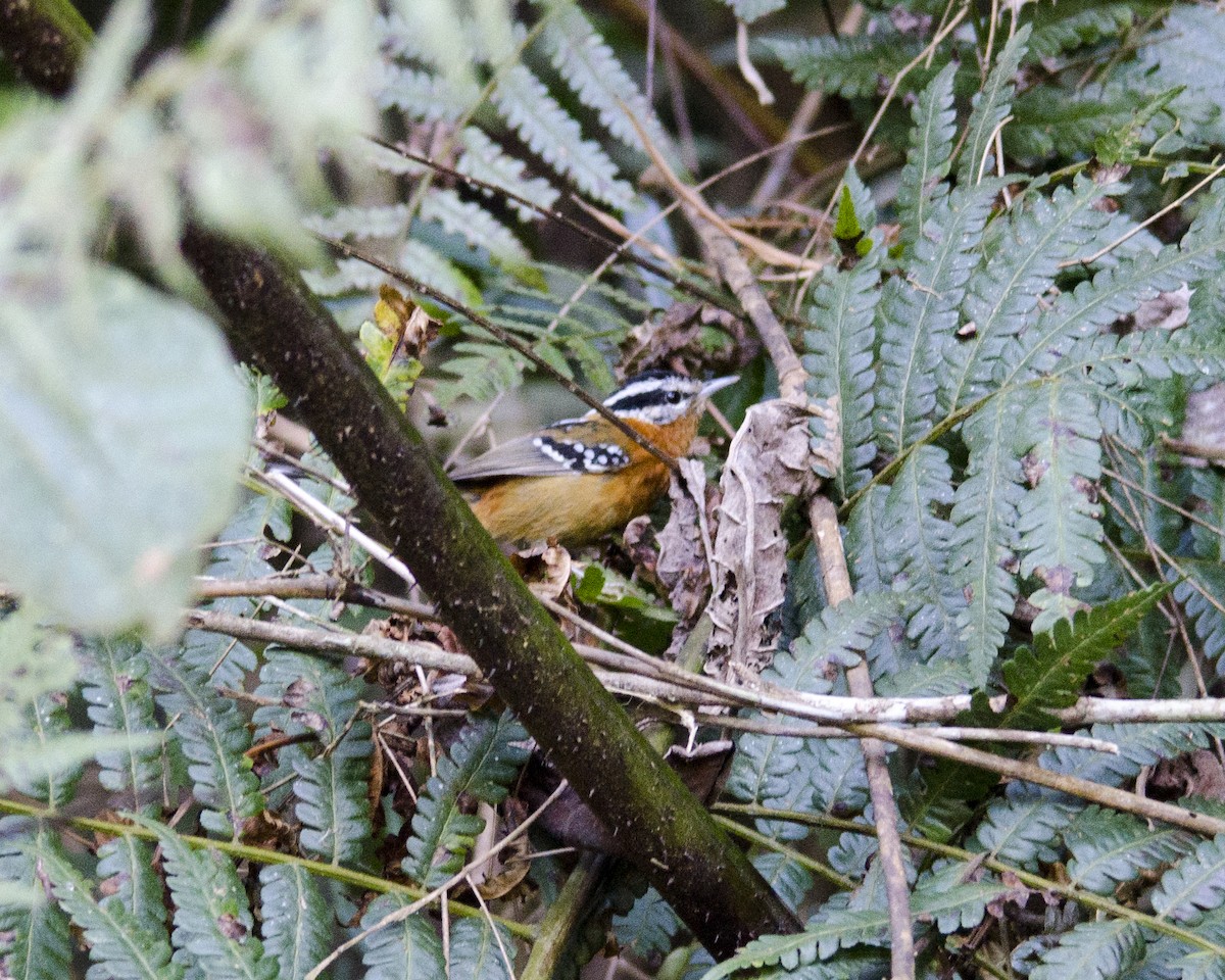 Bertoni's Antbird - ML641423458