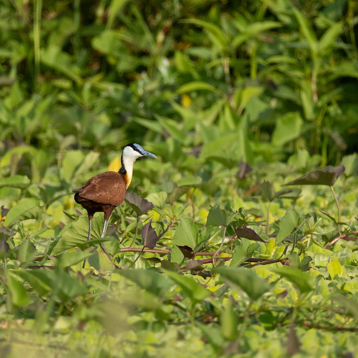 African Jacana - ML641423459