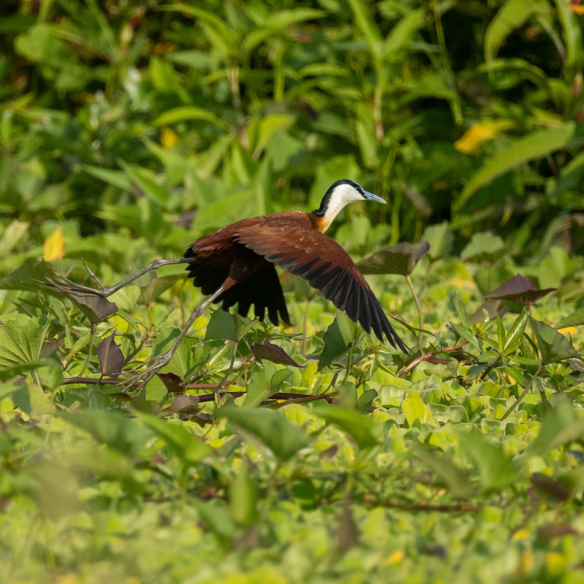 African Jacana - ML641423460