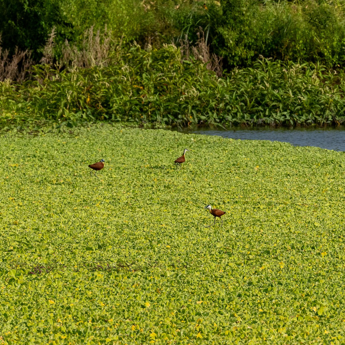 African Jacana - ML641423461