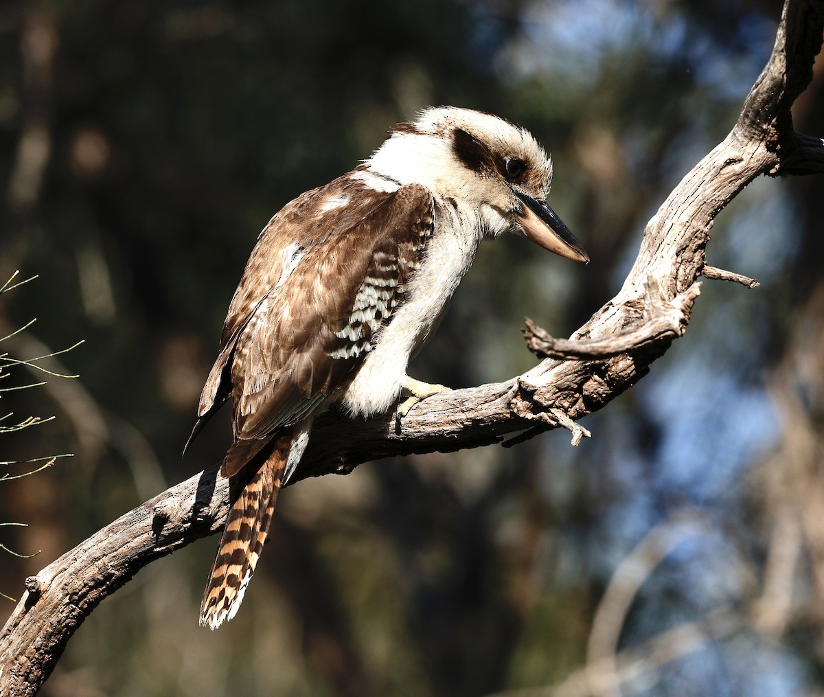 Laughing Kookaburra - ML641423462