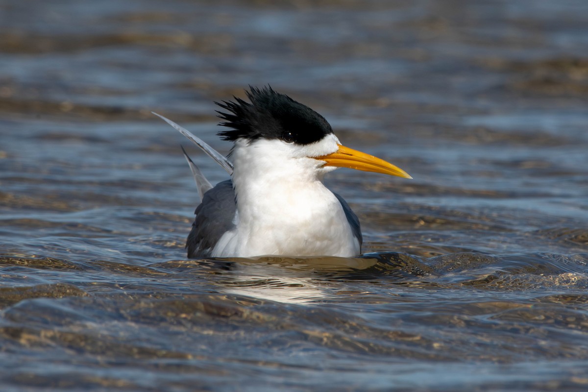 Great Crested Tern - ML641423463