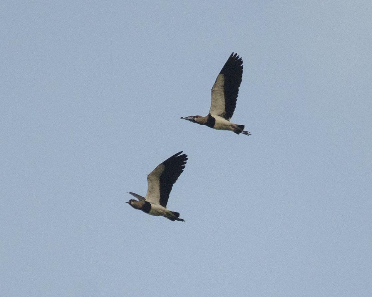 Southern Lapwing - ML641423465