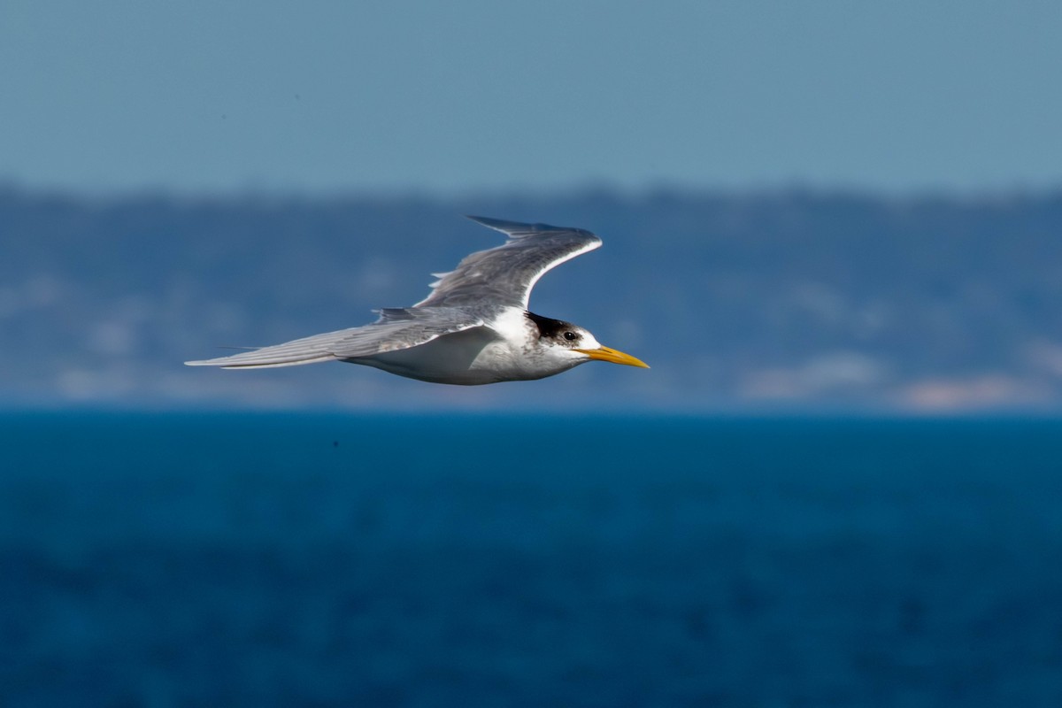 Great Crested Tern - ML641423466