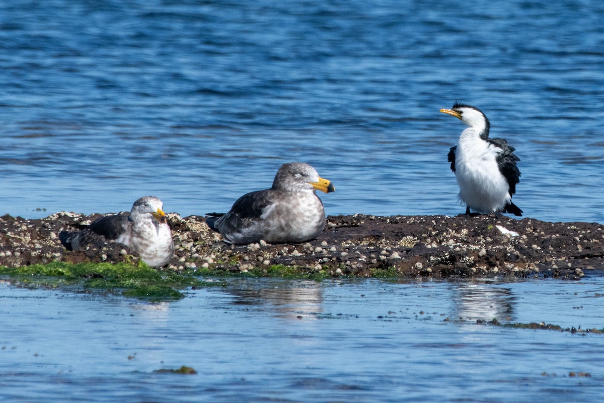 Pacific Gull - ML641423467