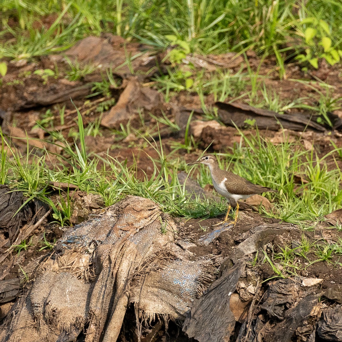Common Sandpiper - ML641423469