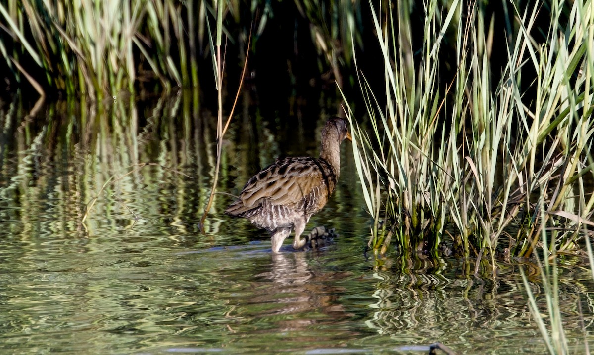 Clapper Rail - ML641423470