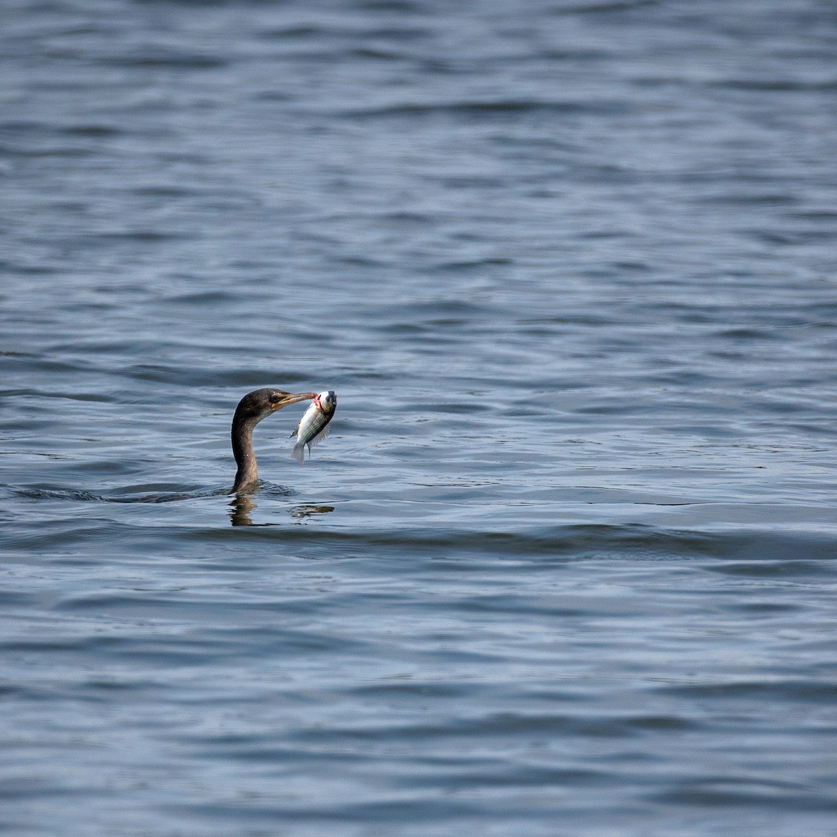 Reed Cormorant - ML641423471