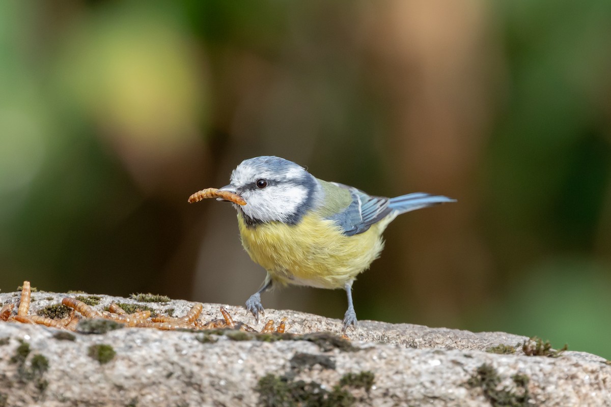 Eurasian Blue Tit - ML641423472