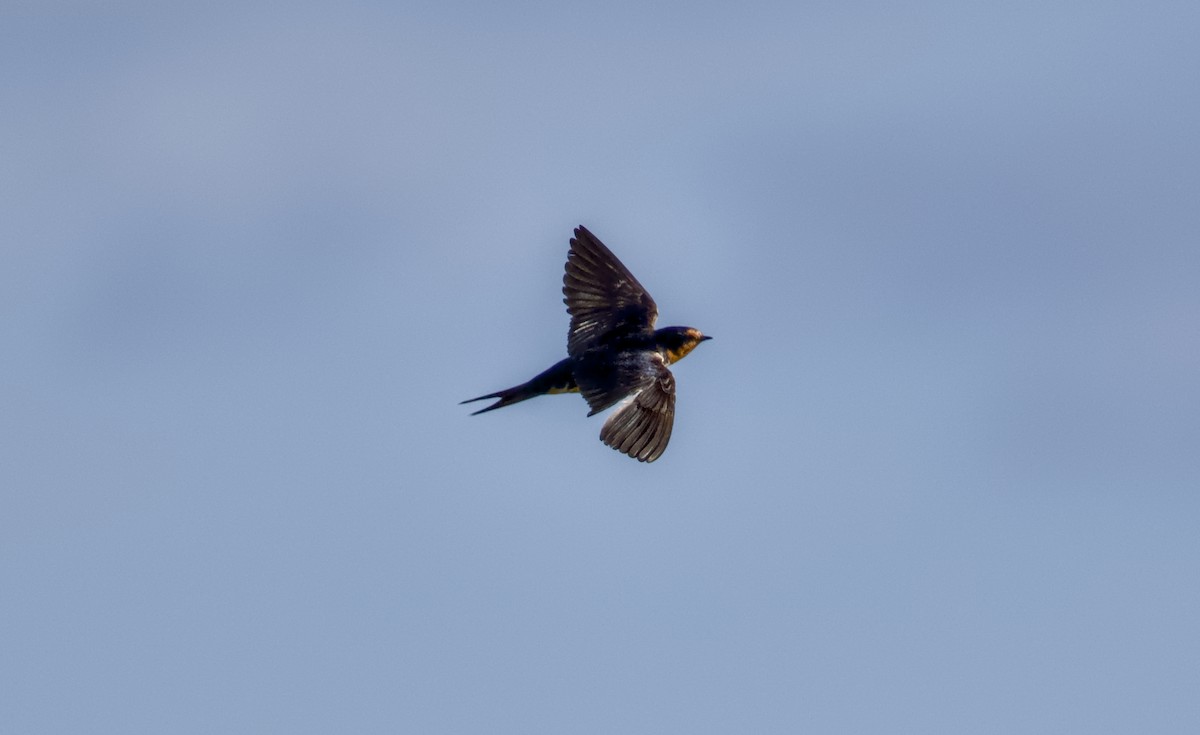 ツバメ - ML641423475