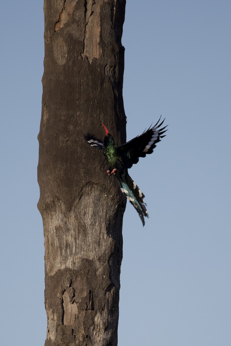 Green Woodhoopoe - ML641423476