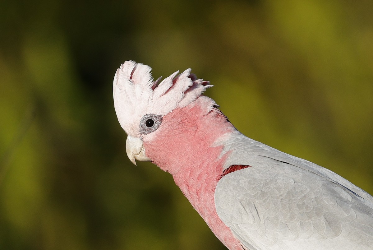 Galah - ML641423477
