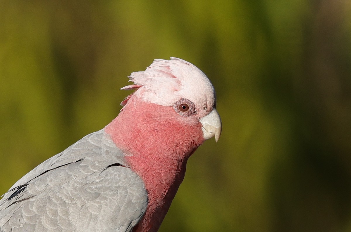 Galah - ML641423478