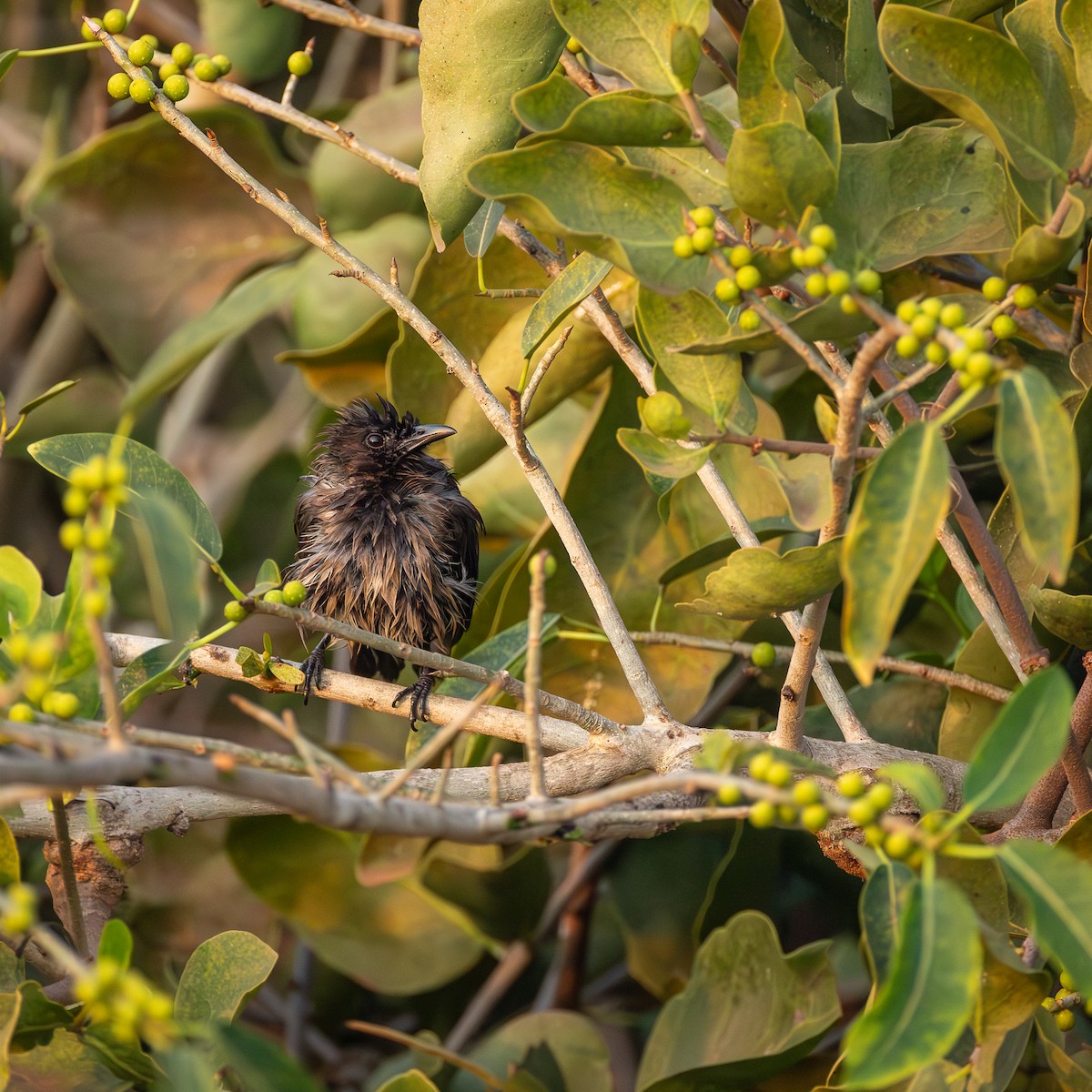 Common Bulbul - ML641423479