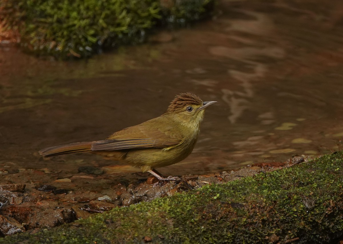 カチャールヒヨドリ - ML641423484