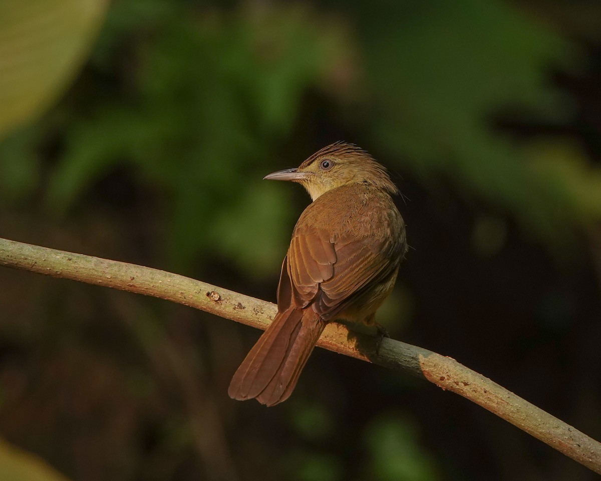 Cachar Bulbul - ML641423488