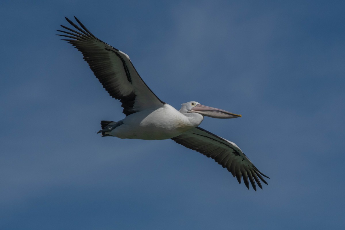 Australian Pelican - ML641423490